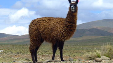 Un programmeur crée une méthode pour faire tourner Llama 2 sur DOS en un week-end 17 Un Programmeur Crée Une Méthode Pour Faire Tourner Llama 2