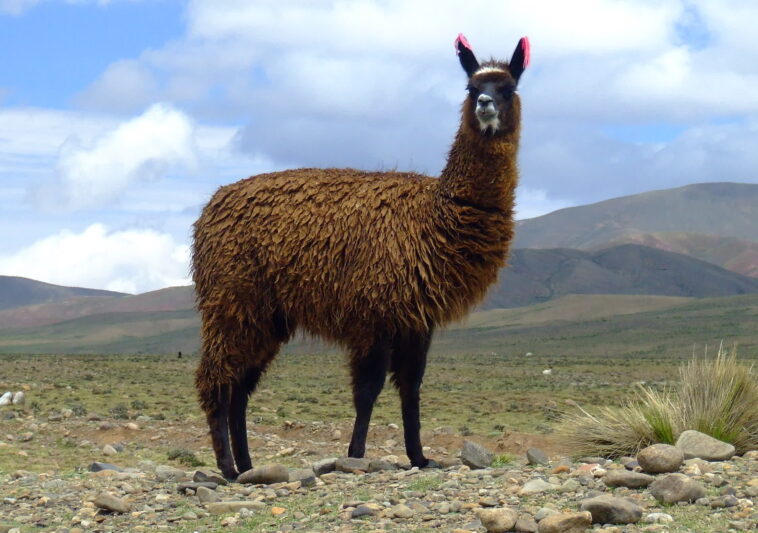 Un programmeur crée une méthode pour faire tourner Llama 2 sur DOS en un week-end 1 Un Programmeur Crée Une Méthode Pour Faire Tourner Llama 2
