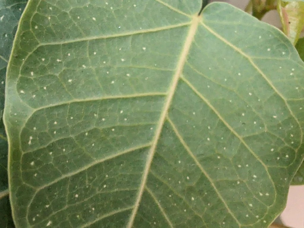GCam sur le Honor 200 Pro : Nos Tests Exclusifs – Découvrez les Résultats ! 6 macro avec GCam du HONOR 200 Pro