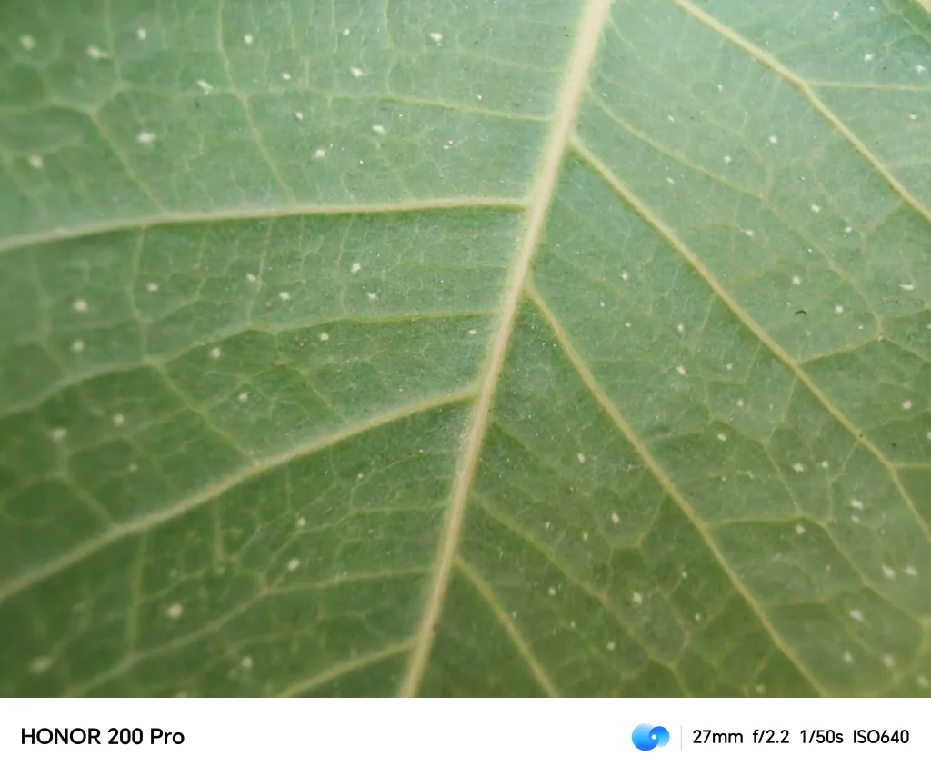 GCam sur le Honor 200 Pro : Nos Tests Exclusifs – Découvrez les Résultats ! 4 échantillon macro du HONOR 200 Pro