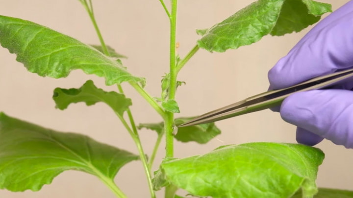 Bientôt, les plantes pourront "parler" et "écouter" les agriculteurs 3 Électrodes souples pour communiquer avec les plantes