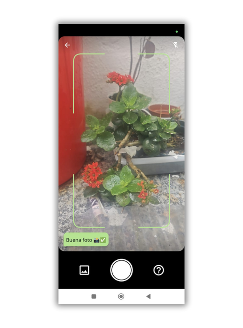 Ne laissez pas mourir vos plantes, la meilleure application pour détecter les maladies ce printemps 3 plantix haciendo foto plantas