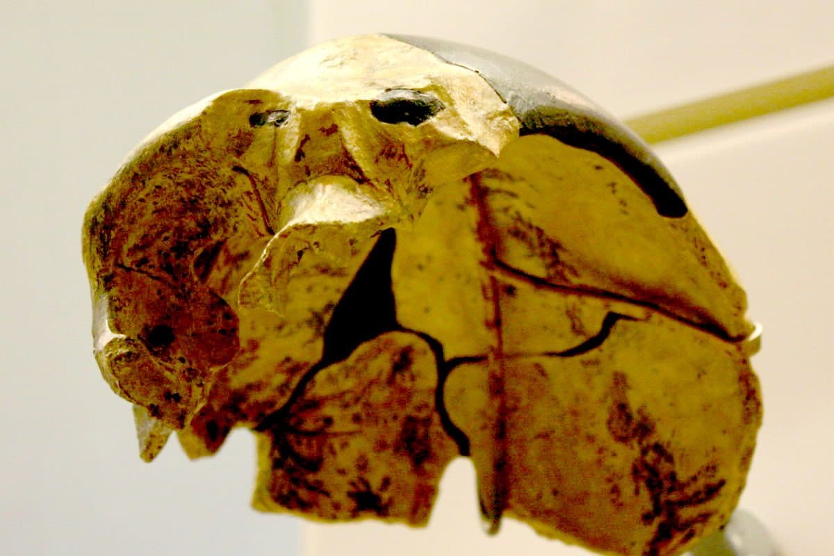 Le mystère de l'homme de Maba, l'hominidé qui défie toutes les classifications connues 3 Une réplique du crâne de l'homme de Maba / Crédit : Wikipedia
