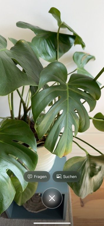 L'intelligence visuelle sur iPhone : à la fois brillante et légèrement superflue 7 Monstera