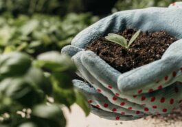 Bientôt, les plantes pourront "parler" et "écouter" les agriculteurs