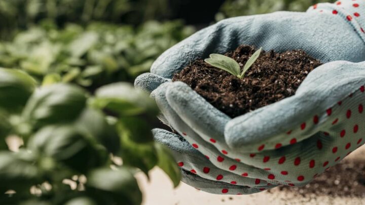 Bientôt, les plantes pourront "parler" et "écouter" les agriculteurs 2 Agriculteur avec plante à la main, portant des gants