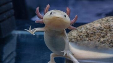 Cet animal qui ressemble à un dessin animé fait son grand retour : un projet pour sauver l'axolotl 2 Image