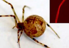 Un ragno domestico comune (Parasteatoda tepidariorum) geneticamente modificato utilizzando la tecnica Crispr-Cas9: nel riquadro, un particolare del filamento della sua ragnatela, diventato rosso fluorescente con la modifica genetica / Credit: Università di Bayreuth