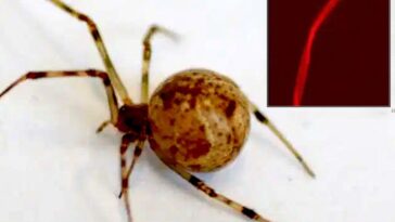 Créés en Allemagne, les premiers araignées génétiquement modifiées : elles tissent désormais des toiles de soie rouge fluorescent 23 Un ragno domestico comune (Parasteatoda tepidariorum) geneticamente modificato utilizzando la tecnica Crispr-Cas9: nel riquadro, un particolare del filamento della sua ragnatela, diventato rosso fluorescente con la modifica genetica / Credit: Università di Bayreuth