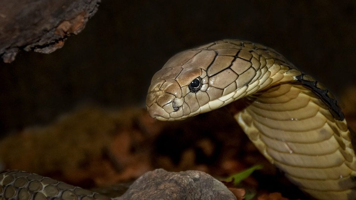 Des centaines de morsures de serpents venimeux : le sang de Tim révèle un antidote « universel » 2 Image
