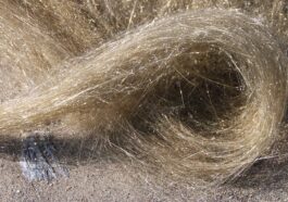 Éruption spectaculaire à Hawaï : fontaines de lave de 300 mètres et risque de "cheveux de Pele" 10 Les cheveux de Pele. Crédit : National Park Service