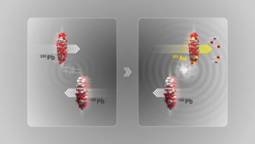 Ils transforment le plomb en or, mais seulement pour un instant éphémère 26 Illustration de deux faisceaux d'ions de plomb (208 Pb) qui se croisent sans entrer en collision : durant le processus de dissociation électromagnétique, un photon interagissant avec un noyau de plomb peut provoquer des oscillations de sa structure interne, entraînant l’expulsion de quelques neutrons (deux) et protons (trois), créant ainsi un noyau d’or (203 Au) / Crédit : CERN