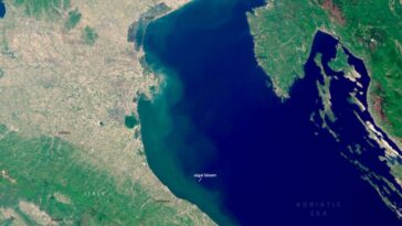 Mer Adriatique "verte" à cause des marées algales : quelles côtes sont les plus touchées par ce phénomène 13 Image du satellite Copernicus Sentinel-3 acquise le 2 mai 2025 montrant la prolifération d'algues affectant le centre-nord de l'Adriatique / Crédit : Copernicus UE