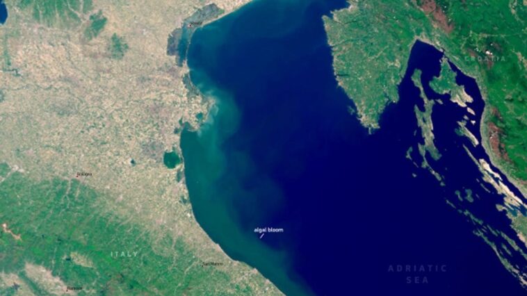 Mer Adriatique "verte" à cause des marées algales : quelles côtes sont les plus touchées par ce phénomène 1 Image du satellite Copernicus Sentinel-3 acquise le 2 mai 2025 montrant la prolifération d'algues affectant le centre-nord de l'Adriatique / Crédit : Copernicus UE