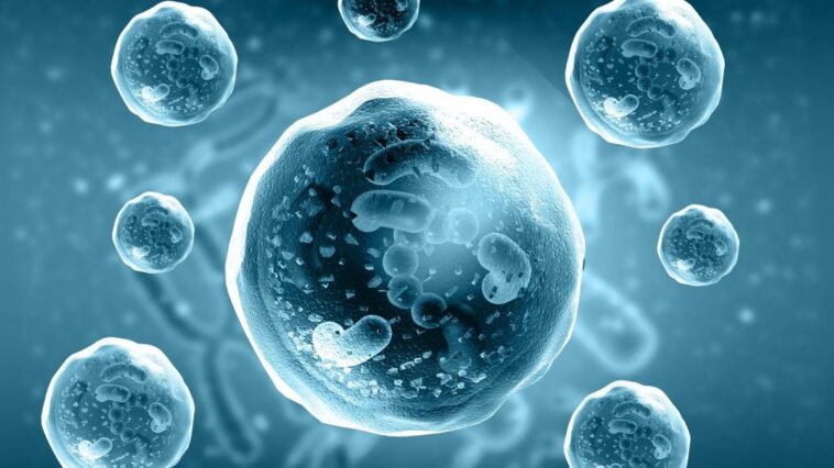 Peut-on devenir immunisé contre l'obésité ? Le rôle crucial d'une protéine 1 Image