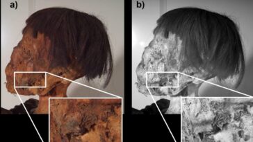 Tatouages étranges découverts sur une momie vieille de 800 ans : le mystère de la « S » au poignet 18 Strani tatuaggi trovati su una mummia di 800 anni fa: il mistero della “S” sul polso