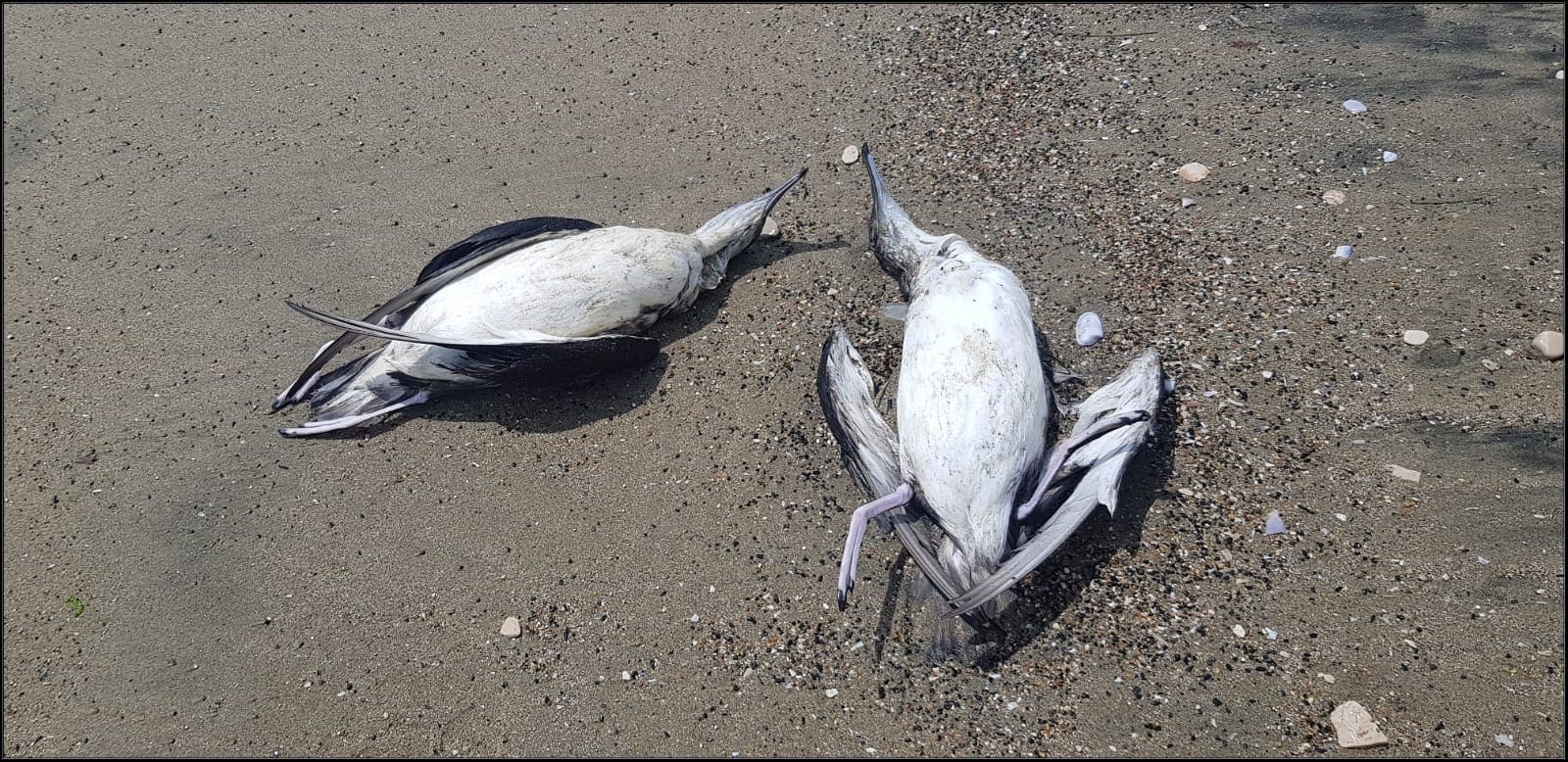Massacre de jeunes baleines sur les plages du Tyrrhénien : le rapport révèle qu'elles ont été tuées par l'homme 4 Berte minori. Crédit : Giuseppe Di Lieto