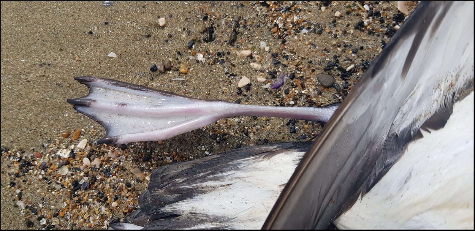 Massacre de jeunes baleines sur les plages du Tyrrhénien : le rapport révèle qu'elles ont été tuées par l'homme 3 Berta minore. Crédit : Giuseppe Di Lieto