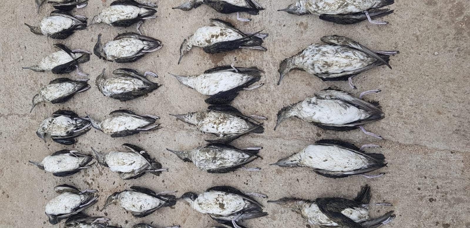 Massacre de jeunes baleines sur les plages du Tyrrhénien : le rapport révèle qu'elles ont été tuées par l'homme 5 Berte minori. Crédit : Giuseppe Di Lieto