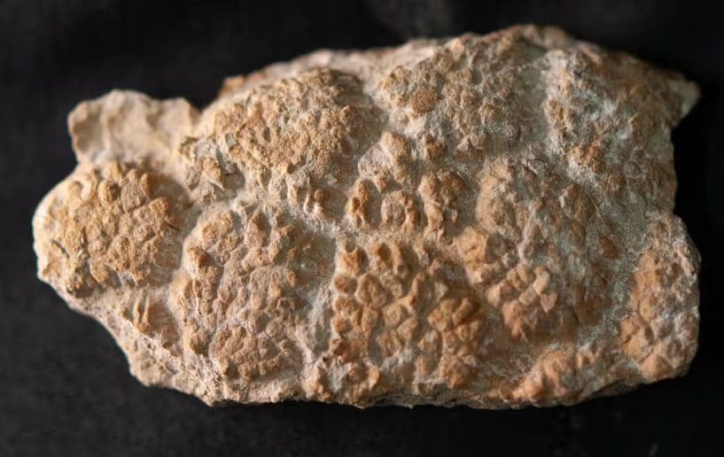 La pelle fossilizzata di Judy. Credit: Stephen Poropat et al. / Current Biology