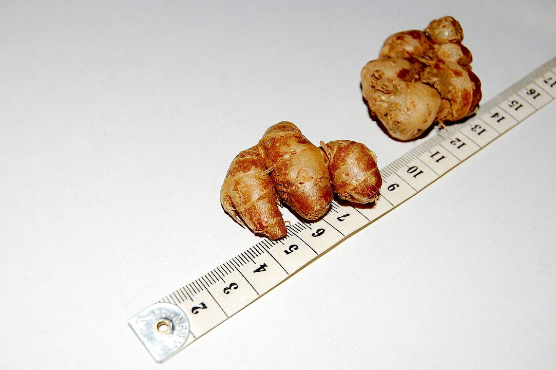 Le gingembre lutte contre le cancer : découvert pour la première fois comment il freine la croissance des tumeurs 3 Rizomes de zenzero aromatique (Kaempferia galanga), connu sous le nom de kencur en Indonésie / Crédit: Wikipedia/Hariadhi