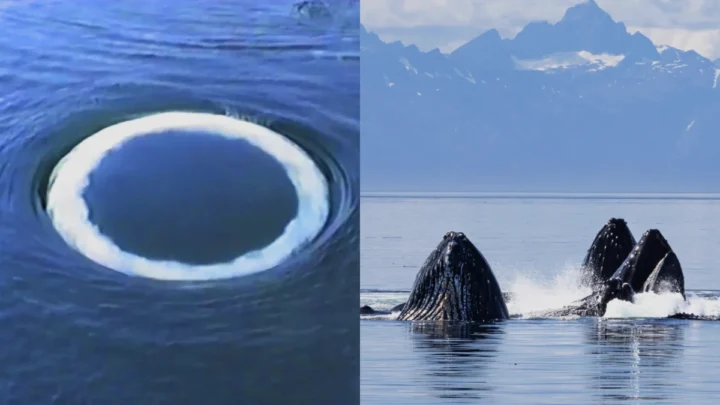 Des chercheurs dialoguent avec des baleines pour apprendre à communiquer avec des extraterrestres 3 Image baleines jubarte à communiquer. Une connexion avec des extraterrestres ?