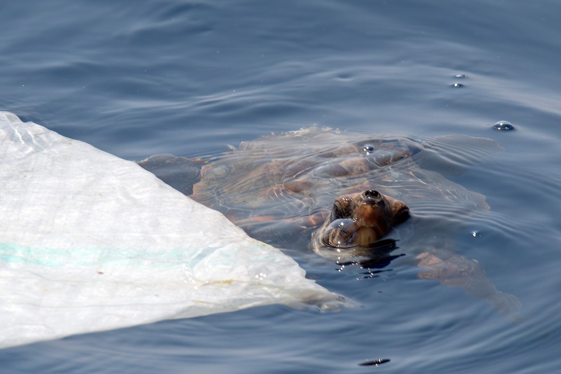 Nous avons rencontré une petite tortue de mer devant Gênes, couverte par un plastique, maintenant enlevé 3 Caretta caretta. Crédit : Andrea Centini