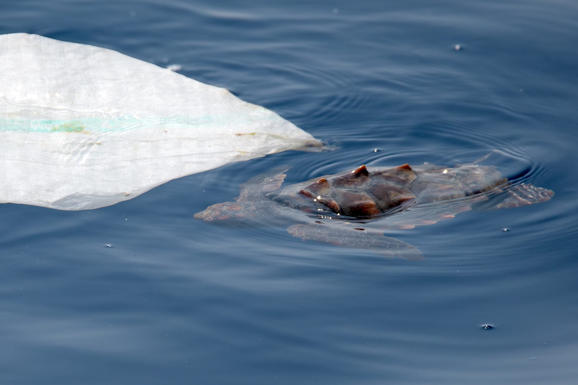 Nous avons rencontré une petite tortue de mer devant Gênes, couverte par un plastique, maintenant enlevé 4 Caretta caretta. Crédit : Andrea Centini