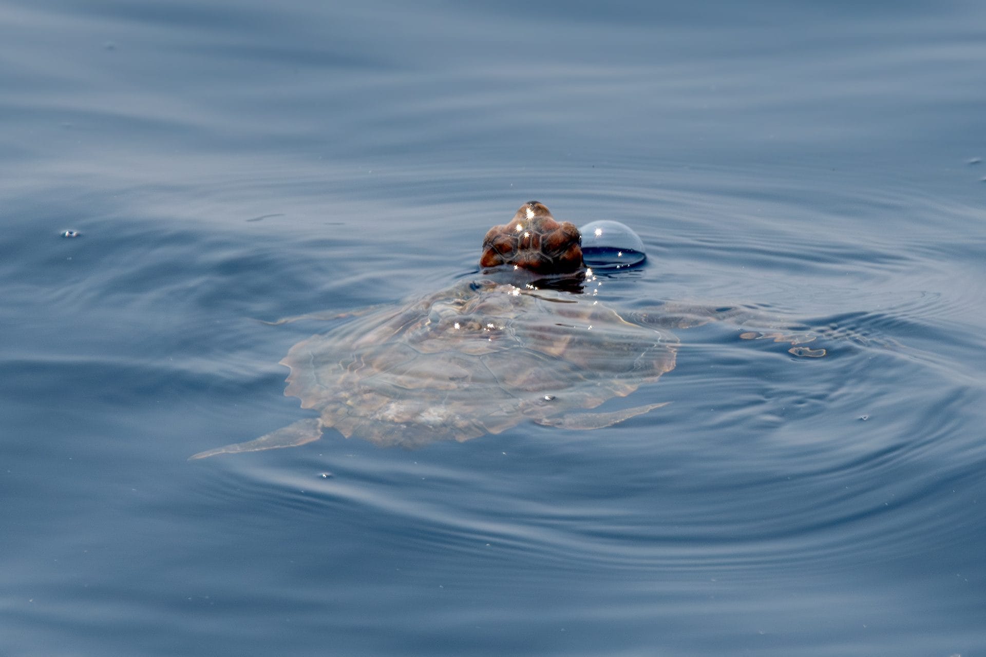 Nous avons rencontré une petite tortue de mer devant Gênes, couverte par un plastique, maintenant enlevé 6 Caretta caretta. Crédit : Andrea Centini