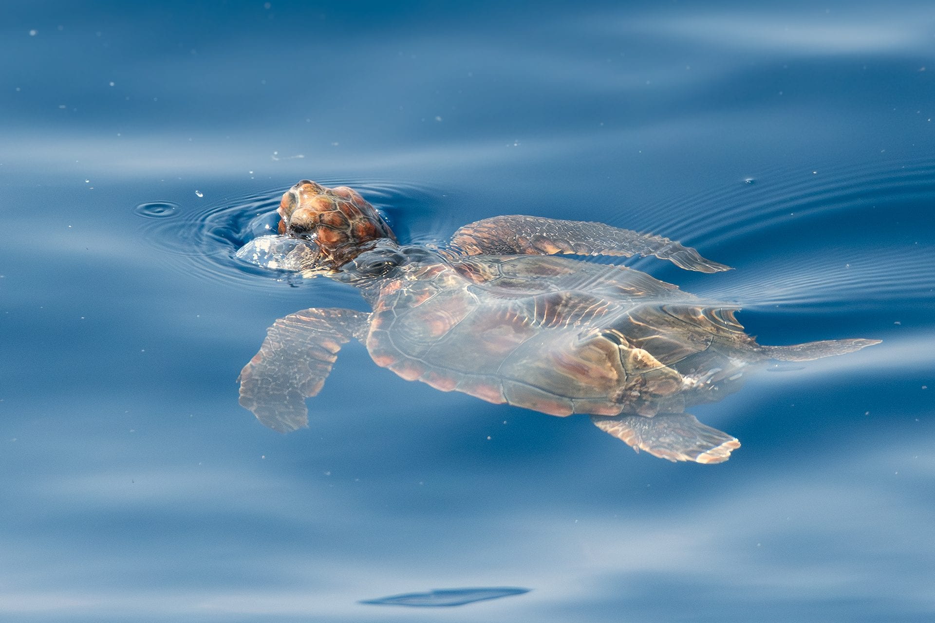 Nous avons rencontré une petite tortue de mer devant Gênes, couverte par un plastique, maintenant enlevé 5 La petite Caretta caretta sans son