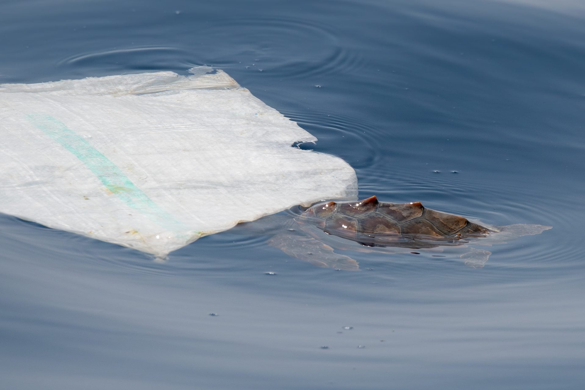 Nous avons rencontré une petite tortue de mer devant Gênes, couverte par un plastique, maintenant enlevé 7 Caretta caretta. Crédit : Andrea Centini