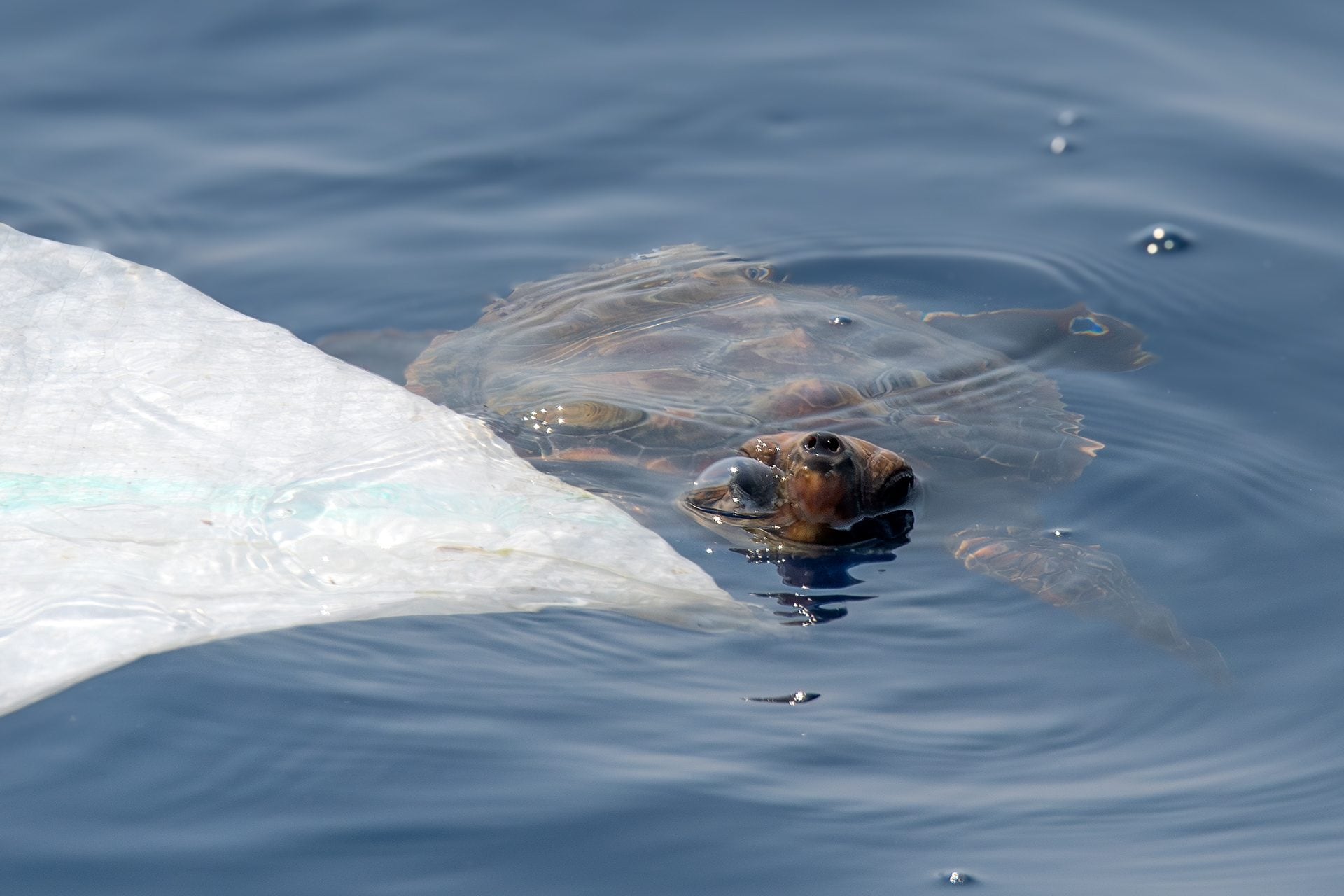 Nous avons rencontré une petite tortue de mer devant Gênes, couverte par un plastique, maintenant enlevé 8 Caretta caretta. Crédit : Andrea Centini