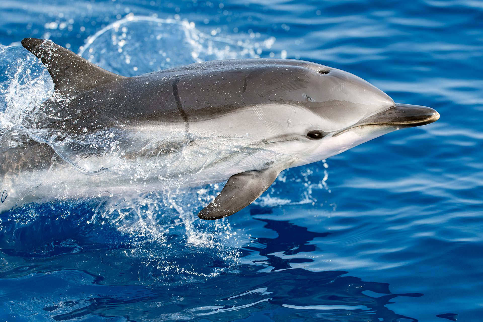 Des acrobaties époustouflantes de dauphins devant Gênes : les magnifiques photos de la rencontre avec les dauphins tachetés 5 Stenella striata. Crédit : Andrea Centini