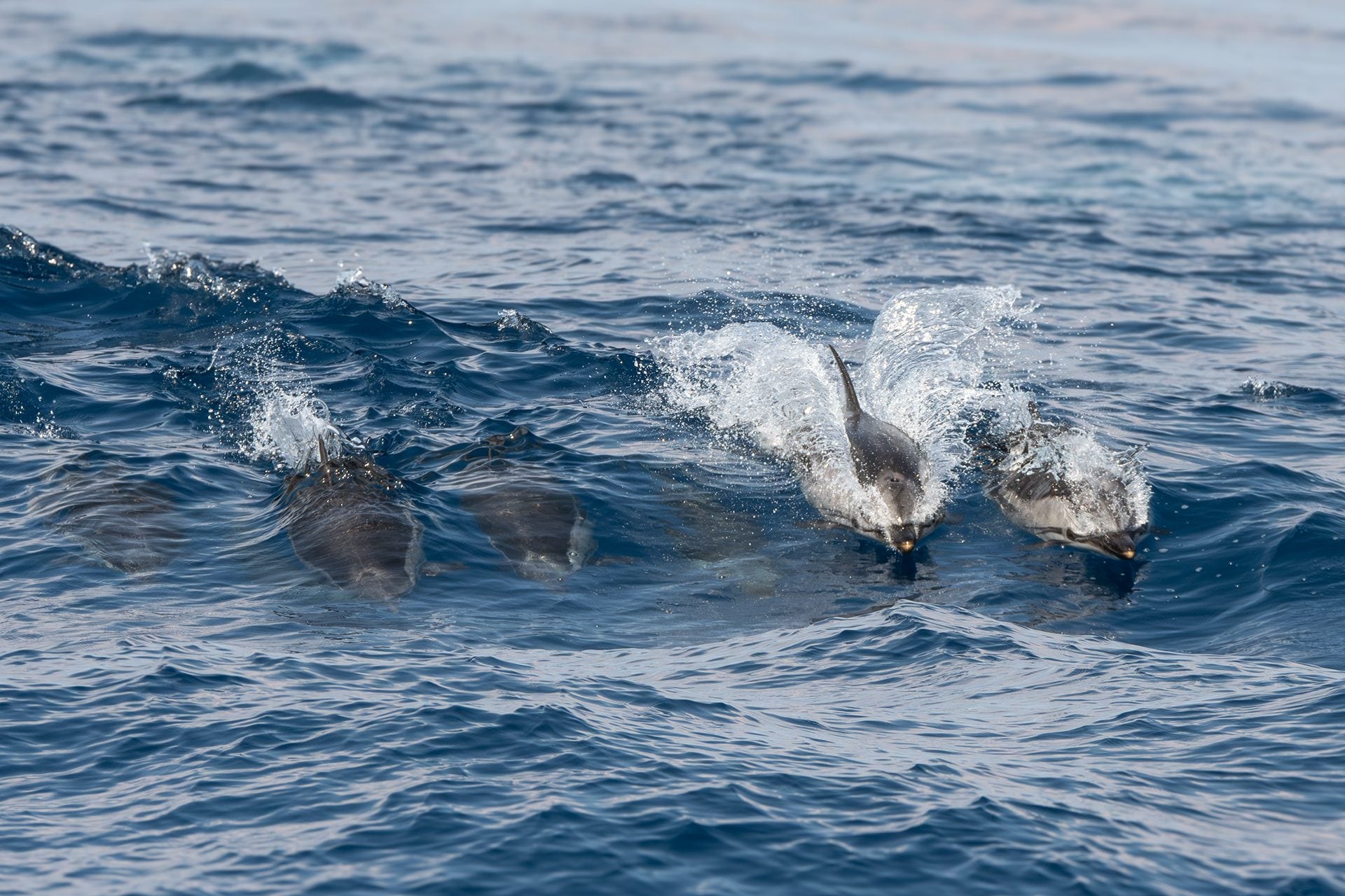 Des acrobaties époustouflantes de dauphins devant Gênes : les magnifiques photos de la rencontre avec les dauphins tachetés 4 Stenelles striées. Crédit : Andrea Centini