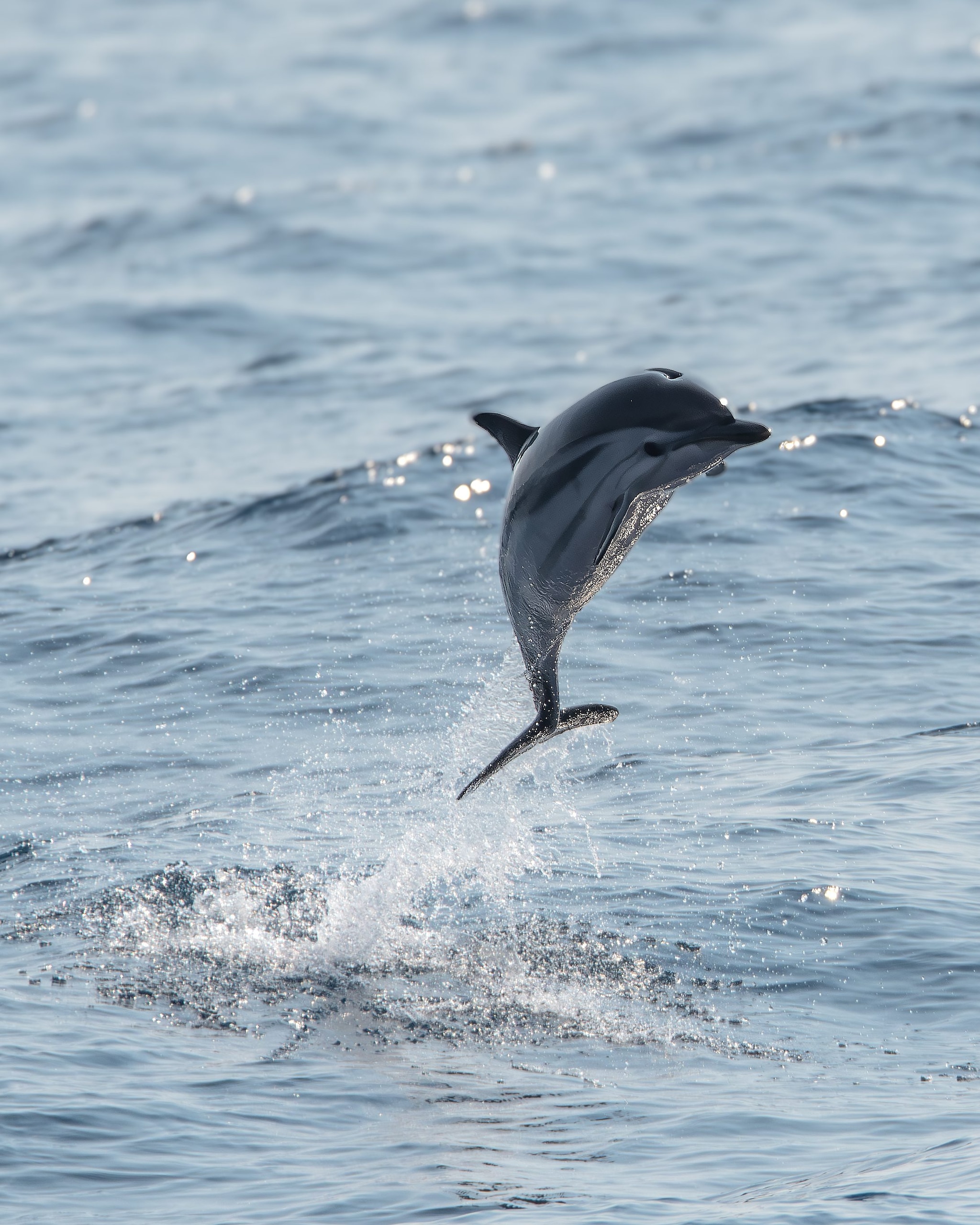 Des acrobaties époustouflantes de dauphins devant Gênes : les magnifiques photos de la rencontre avec les dauphins tachetés 7 Stenella striata. Crédit : Andrea Centini