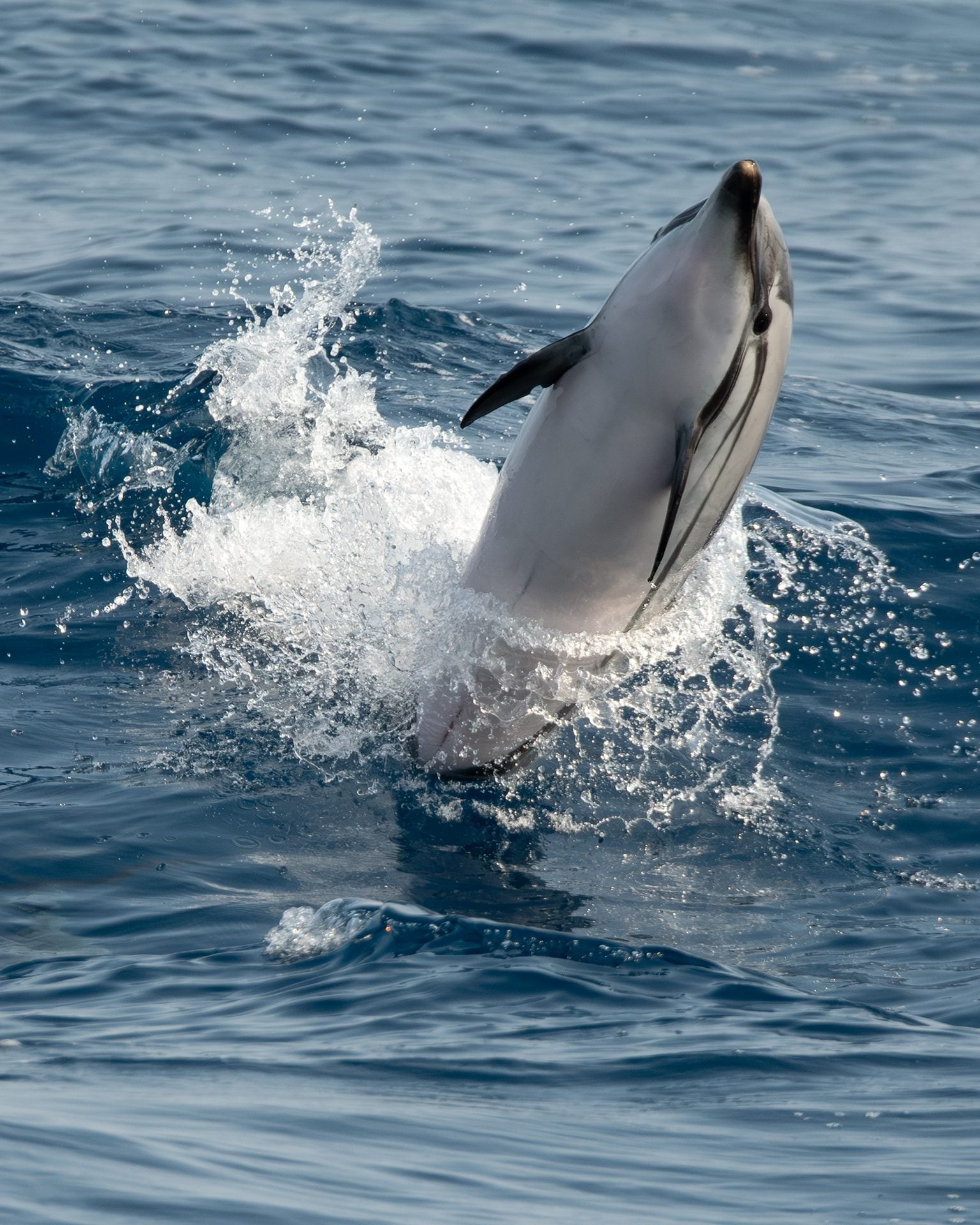Des acrobaties époustouflantes de dauphins devant Gênes : les magnifiques photos de la rencontre avec les dauphins tachetés 6 Stenella striata. Crédit : Andrea Centini
