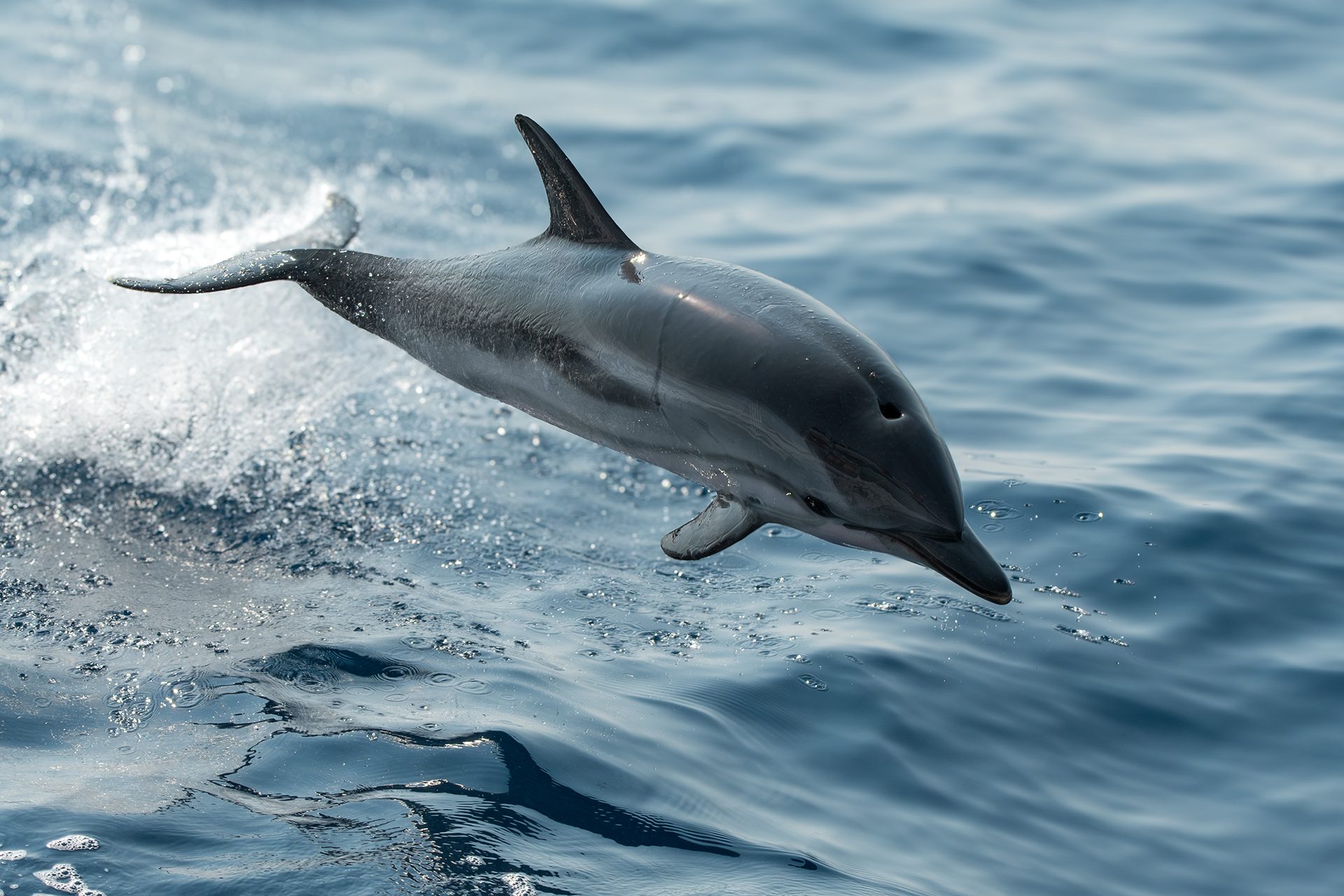 Des acrobaties époustouflantes de dauphins devant Gênes : les magnifiques photos de la rencontre avec les dauphins tachetés 8 Stenella striata. Crédit : Andrea Centini