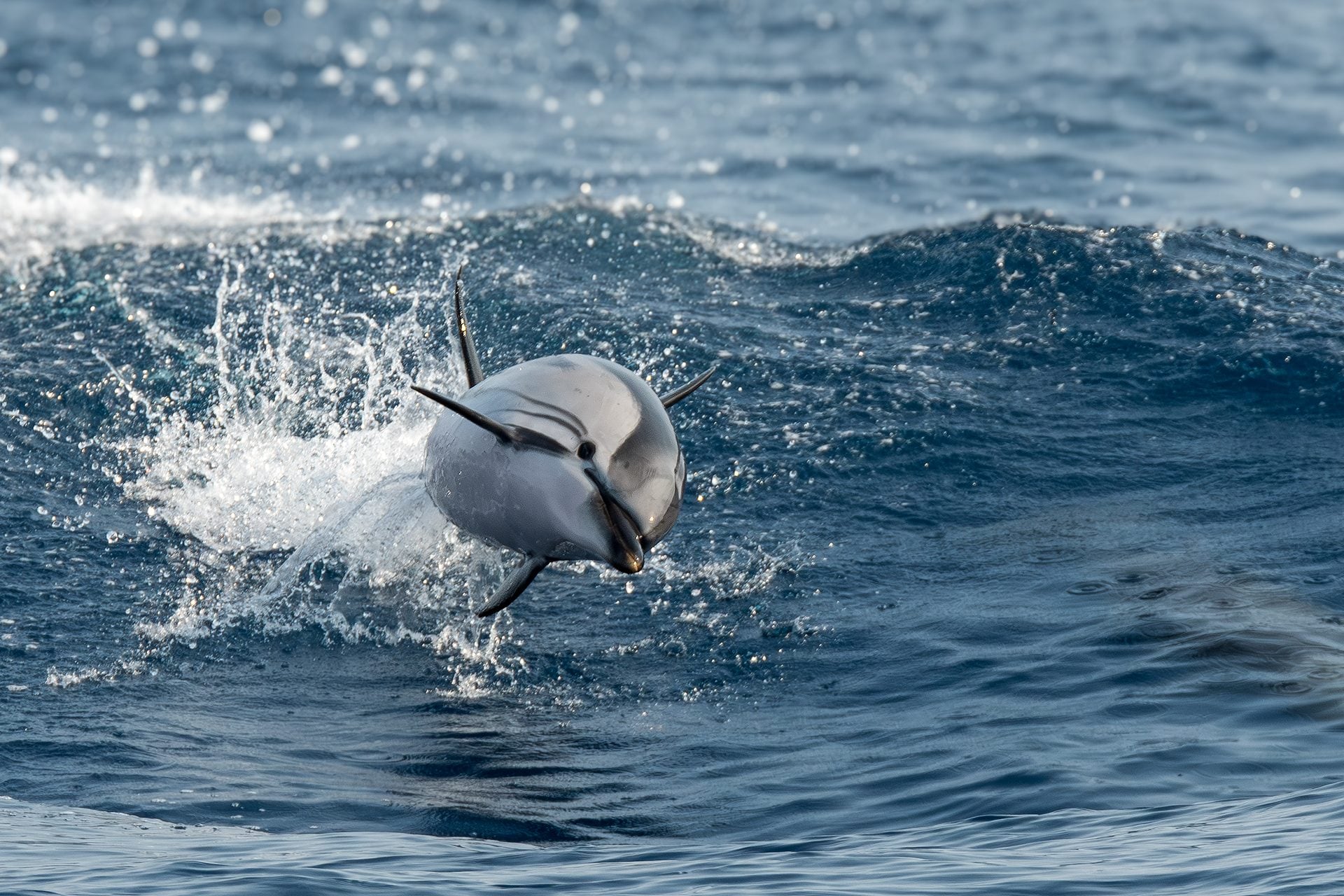 Des acrobaties époustouflantes de dauphins devant Gênes : les magnifiques photos de la rencontre avec les dauphins tachetés 9 Stenella striata. Crédit : Andrea Centini