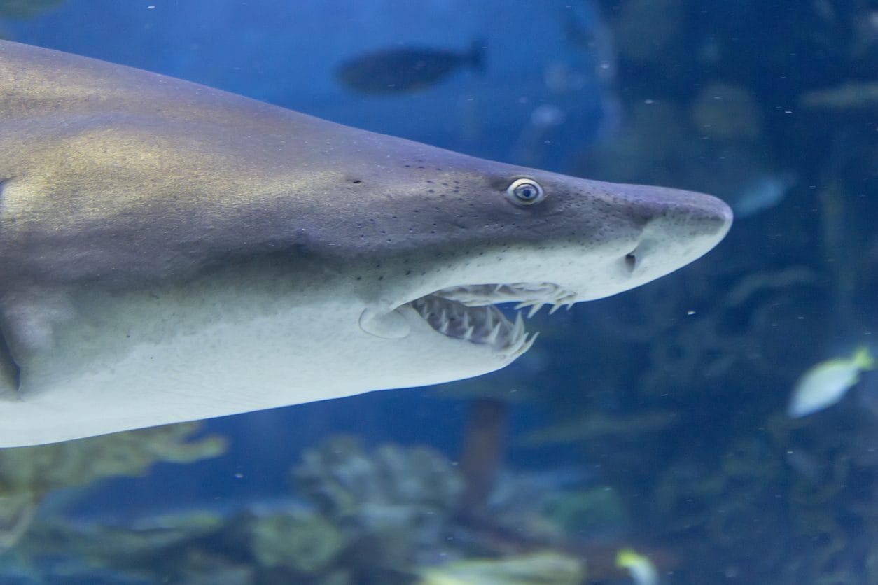 La publicité avec des dauphins dans le métro de Rome est incroyable : "Réalisée avec l'IA, ils ont des dents de requin" 3 La dentition d'un requin toro