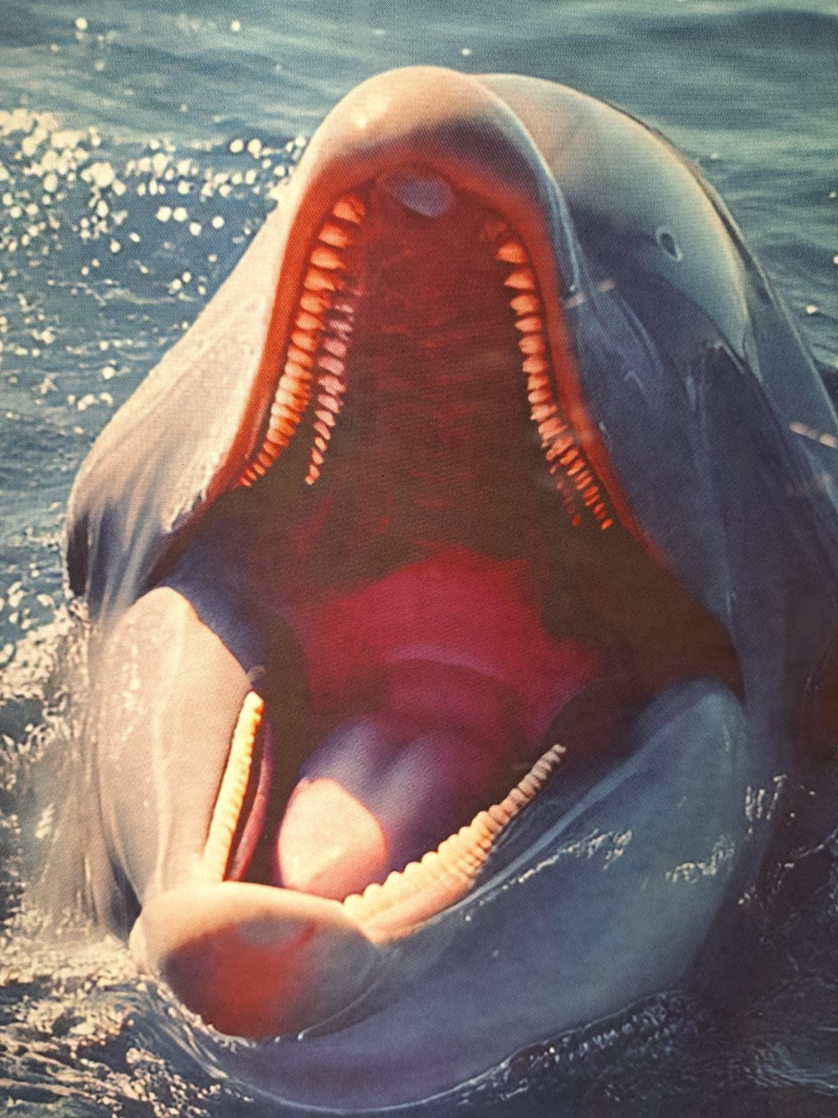 La publicité avec des dauphins dans le métro de Rome est incroyable : "Réalisée avec l'IA, ils ont des dents de requin" 4 Un des tursiopi avec des problèmes dentaires. Crédit : Andrea Bonifazi