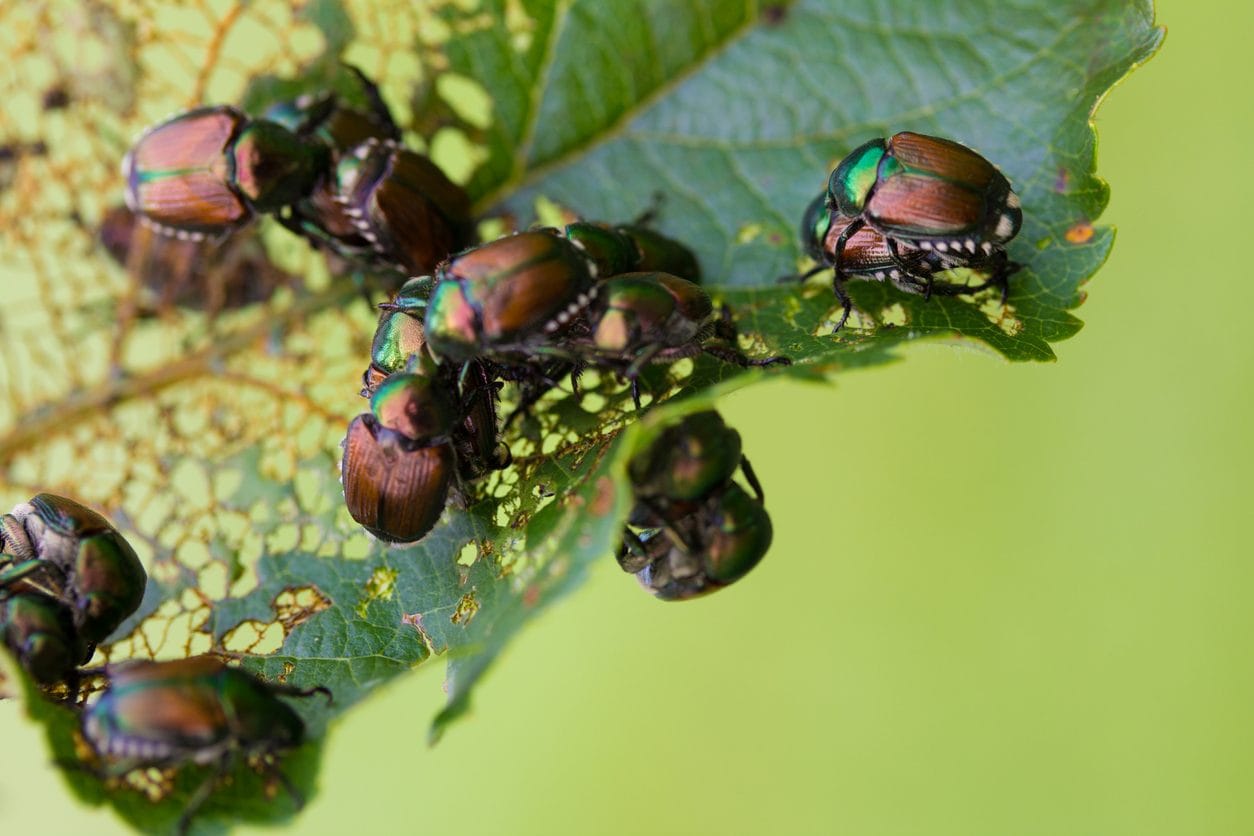 Invasion de scarabées japonais : comment les reconnaître et quels dangers représentent-ils ? Les explications d'un écologue 5 Dégâts aux feuilles causés par le scarabée japonais