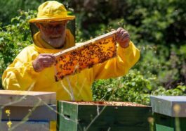 Photo de Nazario Faina Apiculture