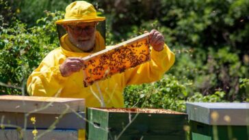 De dirigeant à apiculteur "L'année dernière, j'ai perdu presque toutes mes abeilles. Il y a un problème" 29 Photo de Nazario Faina Apiculture