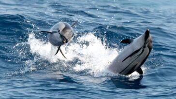 Des acrobaties époustouflantes de dauphins devant Gênes : les magnifiques photos de la rencontre avec les dauphins tachetés 22 Stenelles striées. Crédit : Andrea Centini
