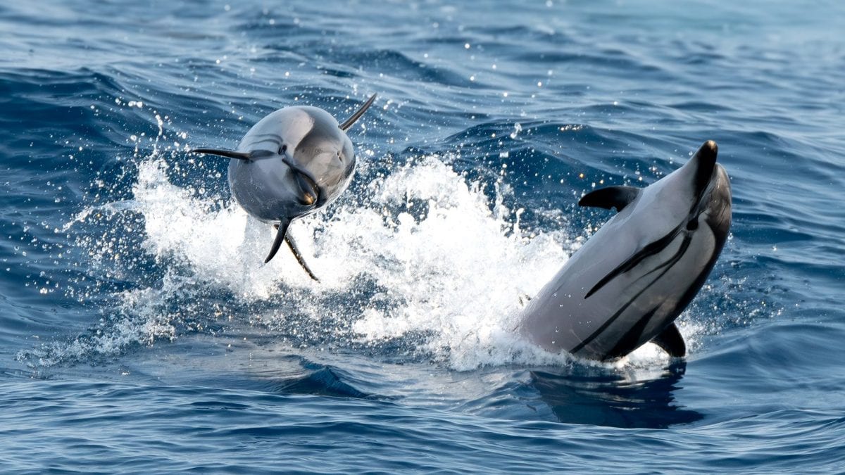 Des acrobaties époustouflantes de dauphins devant Gênes : les magnifiques photos de la rencontre avec les dauphins tachetés 2 Stenelles striées. Crédit : Andrea Centini