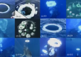 Des chercheurs dialoguent avec des baleines pour apprendre à communiquer avec des extraterrestres