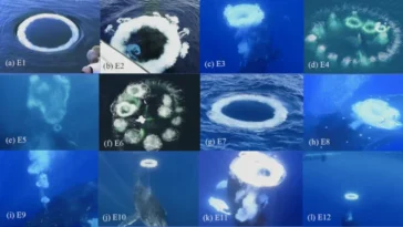 Des chercheurs dialoguent avec des baleines pour apprendre à communiquer avec des extraterrestres