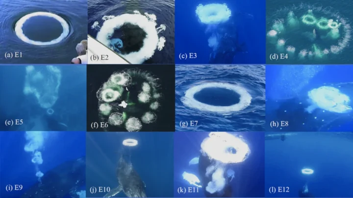 Des chercheurs dialoguent avec des baleines pour apprendre à communiquer avec des extraterrestres 2 Des chercheurs dialoguent avec des baleines pour apprendre a communiquer.webp