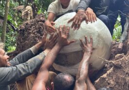 Un des grands objets sphériques trouvés sous l'arbre tombé en Amazonie, préparé pour le transport. Crédit : Georgea Holanda