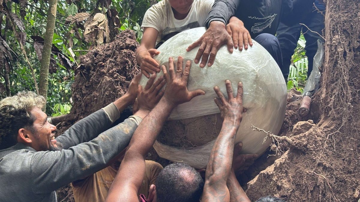 Des sphères gigantesques et mystérieuses découvertes sous un arbre tombé en Amazonie : une découverte macabre à l'intérieur 2 Un des grands objets sphériques trouvés sous l'arbre tombé en Amazonie, préparé pour le transport. Crédit : Georgea Holanda